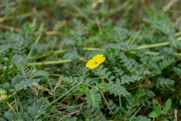 The yellow flower of devil's thorn.