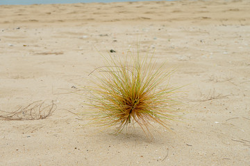 Spinifex littoreus grass