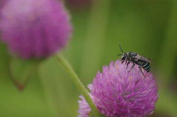 アオスジハナバチと千日草