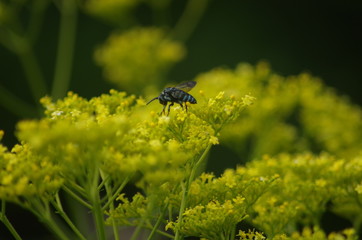 ルリモンハナバチとオミナエシ
