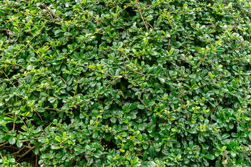 Eukien tea wallpaper