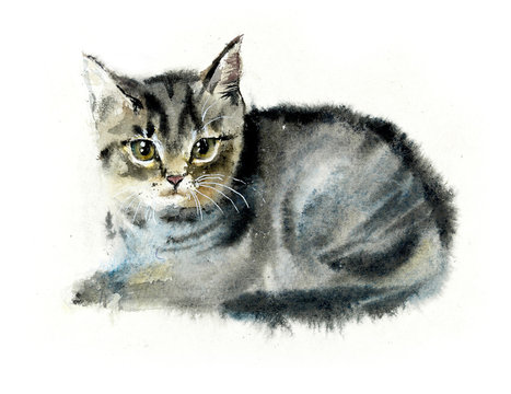 Domestic cat. Cats background. Watercolor hand drawn illustration