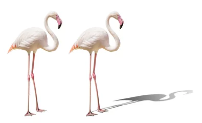 Gordijnen mooie roze flamingo © coffeemill