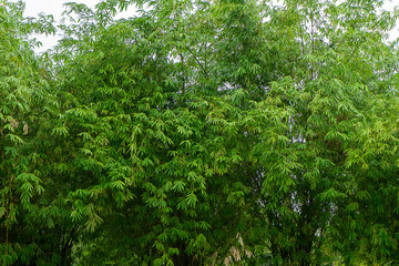 Fototapeta premium Green leaves of bamboo.