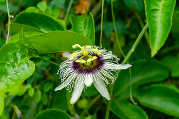 Passion Fruit flower.