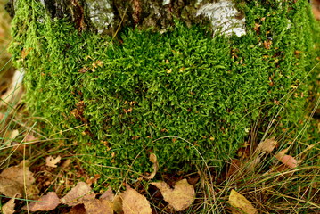 moss on a birch stump