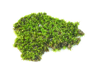 mos on white background.