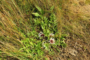 a blooming thistle with two bumblebee