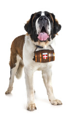 saint bernard in studio
