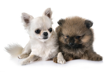 puppy pomeranian and chihuahua
