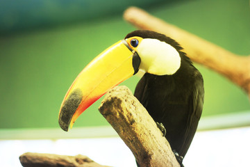 toucan sits on a branch, close-up, Toned