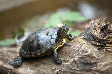 The tortoise lies on a log with a flower on its head, resting