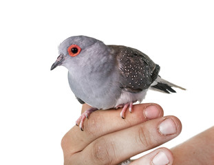Diamond dove in studio