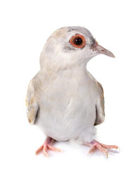 Diamond dove in studio