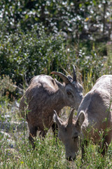 Mountains Goat (oreamnos americanus) also known as the Rocky Mountain Goat is a large hoofed mammal endemic to North America.