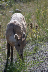 Fototapeta premium Mountains Goat (oreamnos americanus) also known as the Rocky Mountain Goat is a large hoofed mammal endemic to North America.