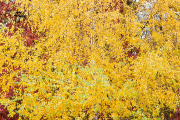 Background of the birch tree with autumn leaves