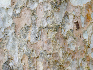 Tree bark wood texture abstract background