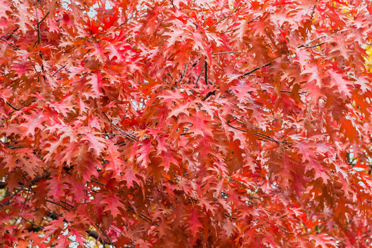 Background of the red oak with autumn leaves