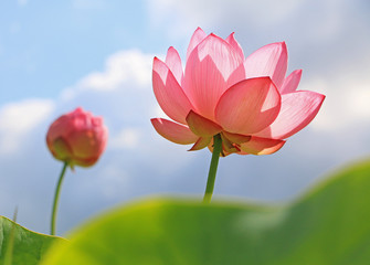 Fototapeta premium 蓮の花