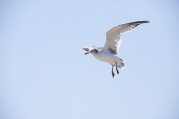 Flying seagull 