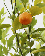Ripe tangerine on branch with leaves. Harvest. Juicy fruit. 