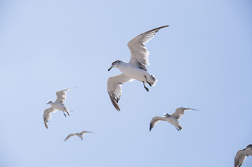Flying seagull 