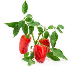 Stem of the bell pepper with red fruits and leaves