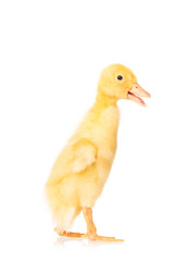 Cute little duckling