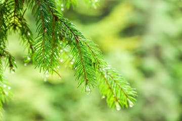 Branches of the spruce with water drops close-up