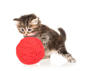 Cute little kitten