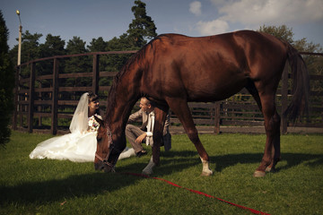 Naklejka na ściany i meble the bride and groom stroking a brown horse