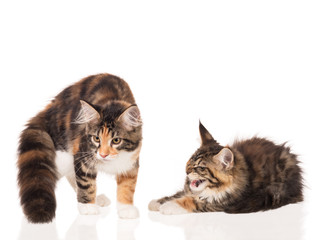 Maine Coon kitten