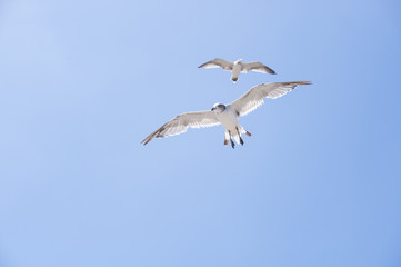 Flying seagull above a seaside