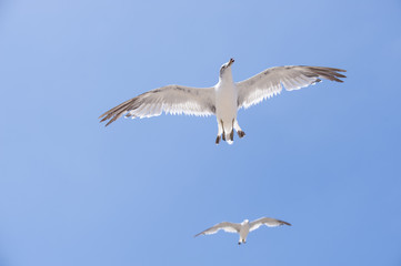Flying seagull above a seaside