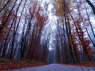 Obraz premium Fall is coming