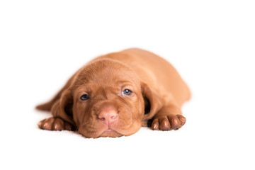 Hungarian Vizsla dog on the white background