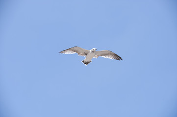 Flying seagull