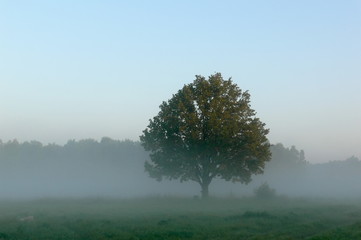 Fototapeta premium morning fog