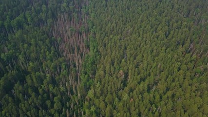 View of colorful landscape at Krasnoyarsk stolby misty morning drone footage