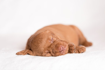 Hungarian Vizsla dog on the white background