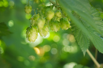detail of flowering hop cones in hop field at sunny summer day. Ingredient in beer industry....