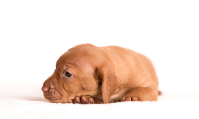 Hungarian Vizsla dog on the white background