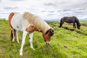 group of horses while grazing in the iceland plain