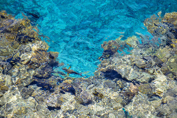 Red sea coral reef with hard corals, fishes and lean water in Sharm El Sheikh, Egypt