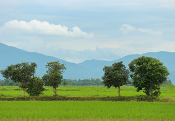 amazing natural landscape view of Thai countryside rice fields, trees surrounded by mountain background.