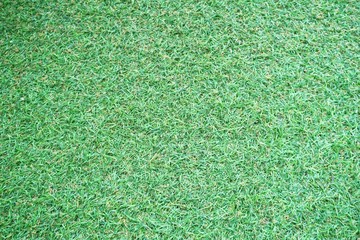 green grass texture background top view