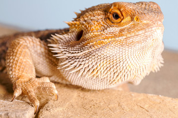 Pogona Vitticeps