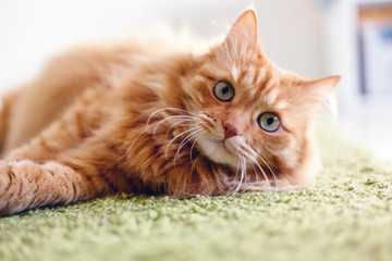 Fototapeta premium Portret śmieszny piękny czerwony puszysty kot z zielonymi oczami w wnętrzu, zwierzęta domowe
