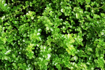 close up on green leaf texture background